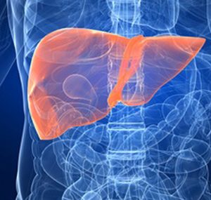 Pro-Inflammatory Immune Messenger Found to Be a Driver of Liver Cancer in Mice
