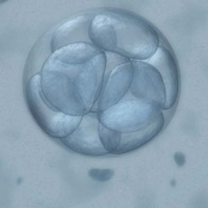 U.S. Researchers Correct Germline Mutation in Human Embryos via CRISPR