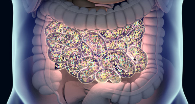 Bacteria inside the small intestine, concept, representation to indicate problems with the gut microbiome