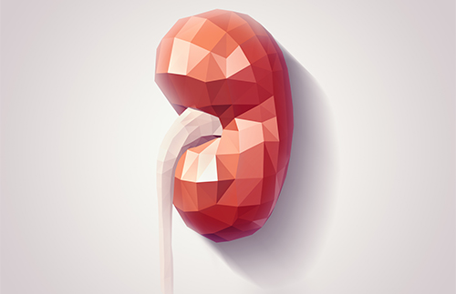 Kidney faceted