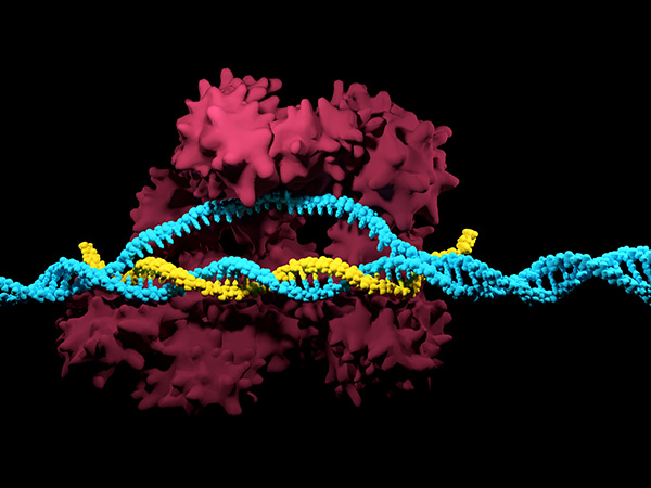 Translating tools and technologies toward clinical use is the focus of the NIH's new Somatic Cell Genome Editing program