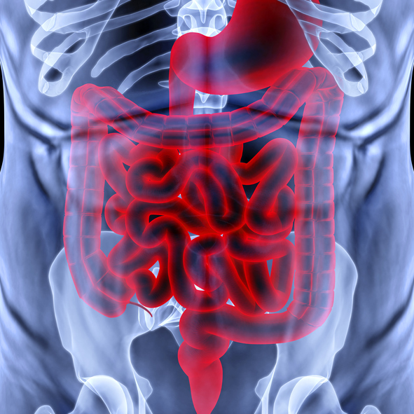 Digital illustration of the human digestive system