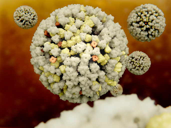 Influenza viruses, illustration