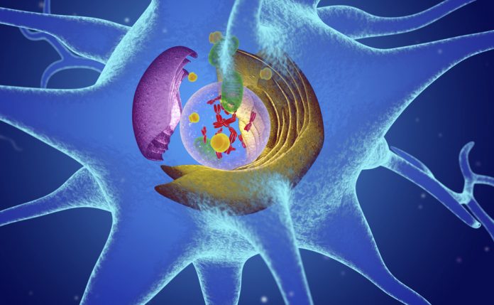 Nerve cell, illustration - to illustrate motor neurone diseases
