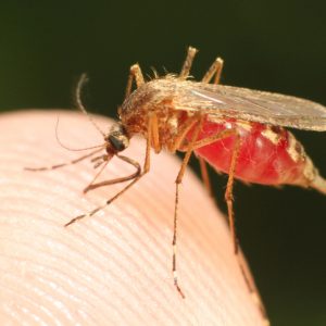 RNA Sequencing Shows How Malaria Exploits Liver Genes for Survival