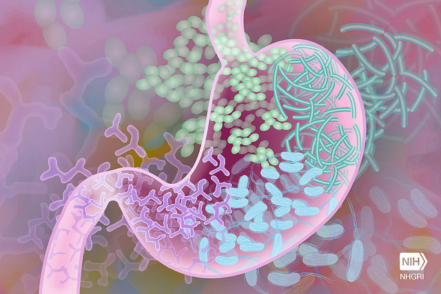Common Medications Can Accumulate in Gut Microbes