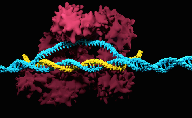 CRISPR - Cas9 system