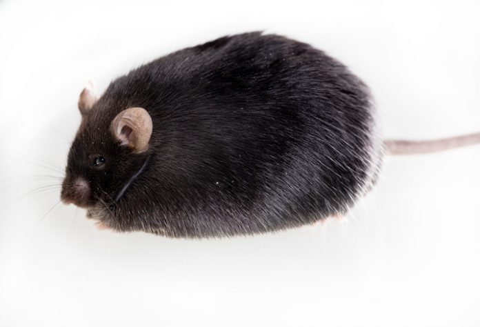 Genetic obese mouse