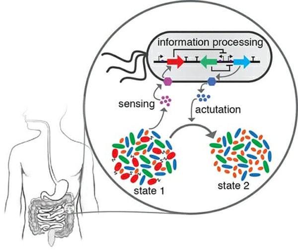 New Research Platform Allows Better Understanding of the Gut Microbiome