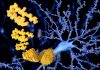 New Evidence Gamma Stimulation Clears Amyloid  