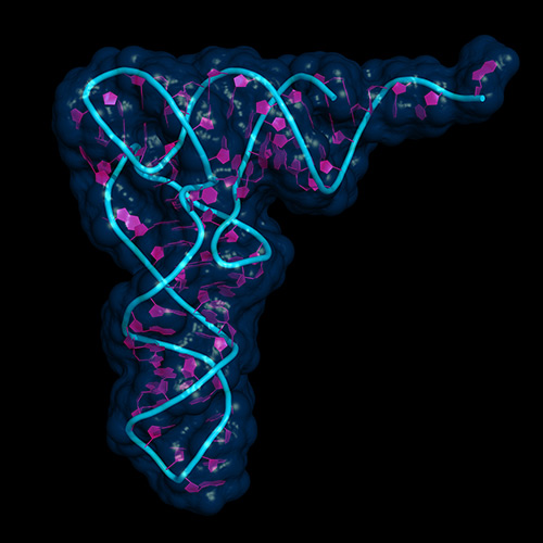 Sequencing of RNA molecules