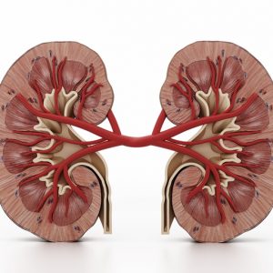 Kidney Disease Therapeutic Target IDed by UPenn Team