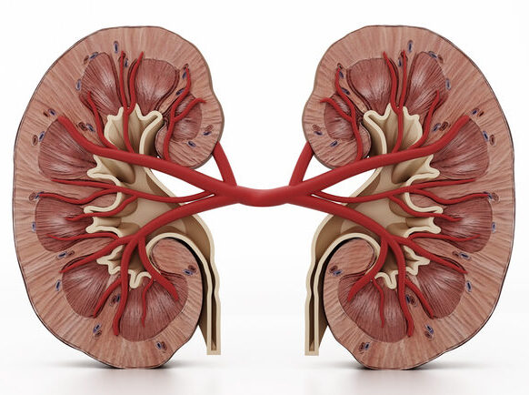 Illustration of a cross section of human kidneys to illustrate kidney disease