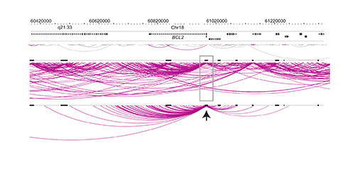Many more promoter interactions (purple arcs) are captured by the Capture Hi-C method (second track) versus the regular Hi-C method (first track). The interactions from a single promoter (third track) reach numerous other DNA segments