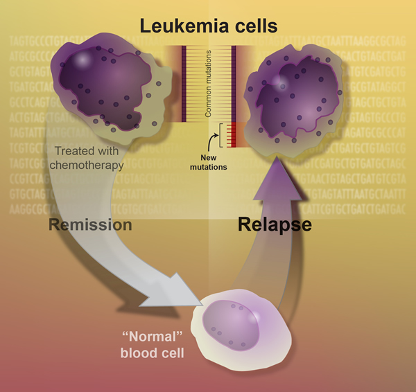 8 in 10 patients with acute myeloid leukemia relapse after remission