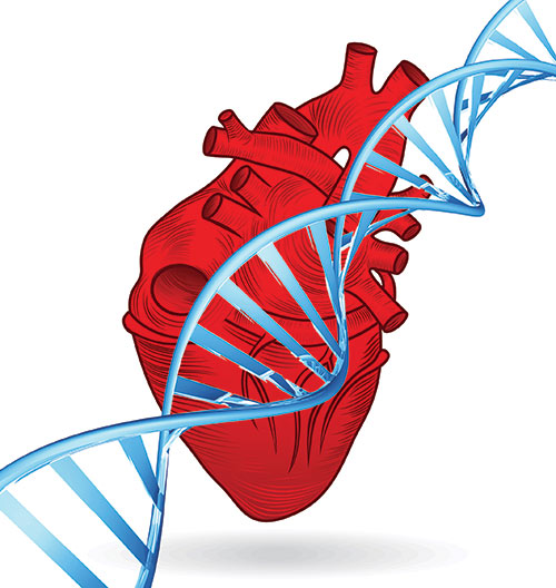 Image of a heart with a DNA double helix in front of it to indicate genetic heart diseases such as familial hypercholesterolemia.