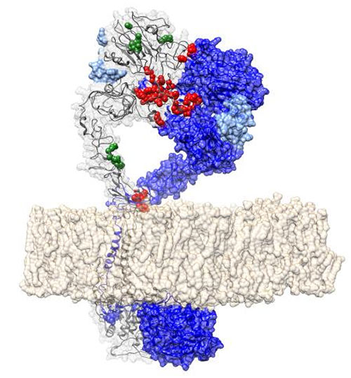 This is a structure showing EGFR—a cancer driver—in its active dimer conformation. Red indicates mutations that destroy the protein-protein interface. [Eduard Porta Pardo]