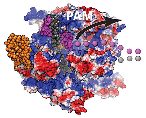 A view of the Cas9 protein (red and blue) bound to a double strand of DNA (purple and grey). After both strands are cut