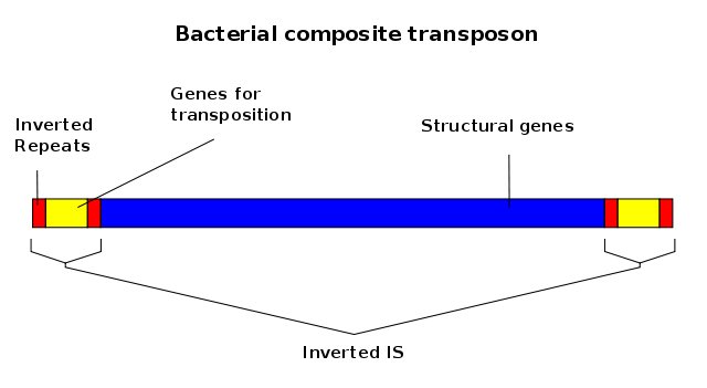 Schematic of transposable elements from bacteria: Areas on the end of the gene can change places