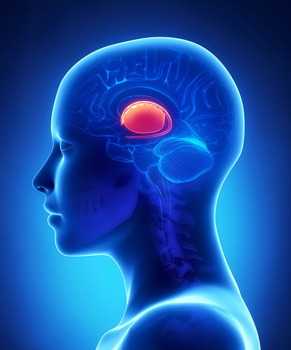 Elevated levels of glutamate in basal ganglia can correspond with both depression and inflammatory conditions. [iStock / janulla]