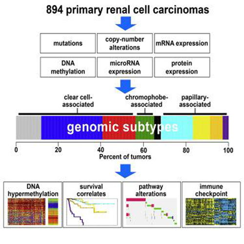 A comprehensive molecular analysis of 894 primary renal cell carcinomas resulted in nine subtypes defined by systematic analysis of five genomic data platforms. Each major histologic types represent substantial molecular diversity. Presumed actionable alterations include PI3K and immune checkpoint pathways. [Dr. Chad Creighton/Cell Reports]