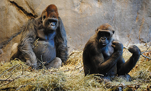 A new assembly of the gorilla genome offers important biological insights into their evolution and how these primates differ from humans. [Alice C. Gray]