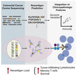 New Genomic Analysis of Immune Cell Infiltration in Colorectal Cancer