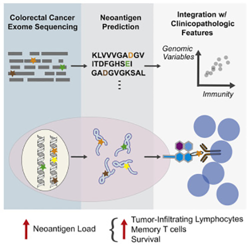 Through whole-exome sequencing of colorectal tumors