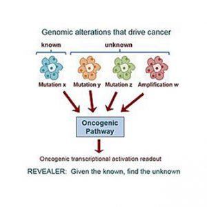 Computer Algorithm Helps Characterize Cancerous Genomic Variations
