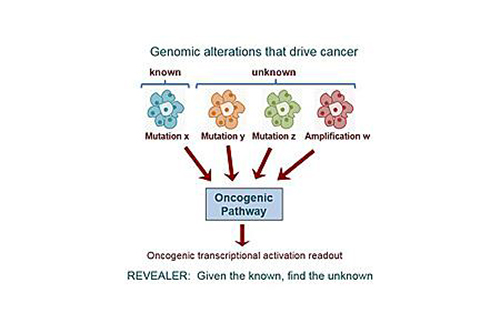 To better characterize the functional context of genomic variations in cancer