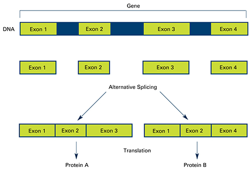 A simplified example of RNA splicing mechanisms [NIH]
