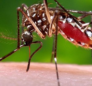 FDA Approves Quest’s Zika Test for Emergency Use
