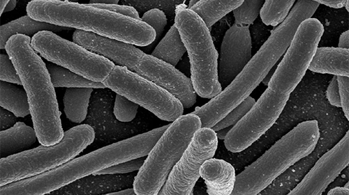 Researchers devised a synthetic biological system based on the bacterium Escherichia coli to observe individual TE events in living cells. [Rocky Mountain Laboratories
