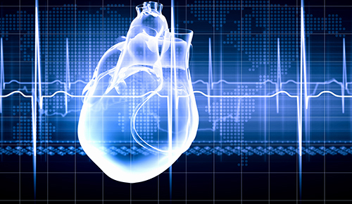 Transparent blue image of human heart with monitored beat