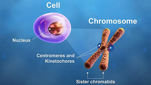 The centromeres and kinetochores of a chromosome play critical roles during cell division. In mitosis