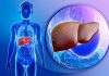 Human Liver Model Advances Gene Therapies