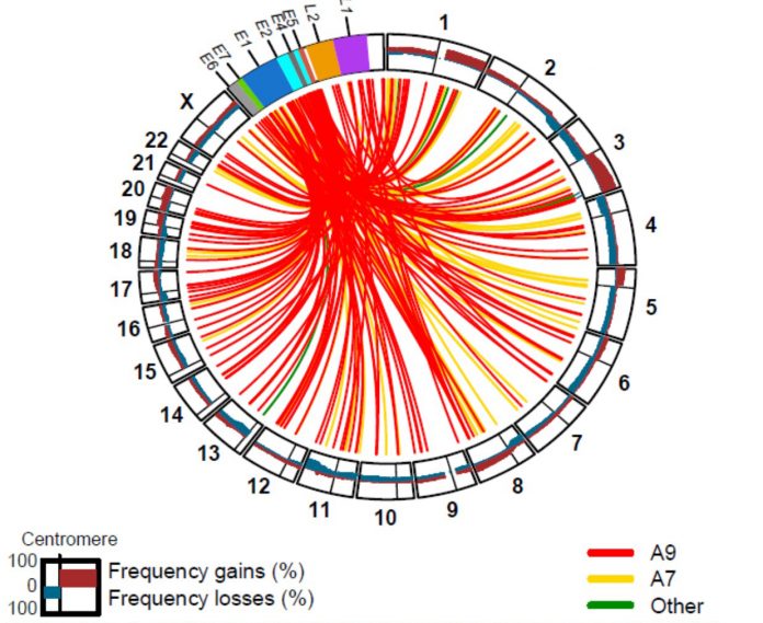 Circos plot showing cervical cancer chromosomes affected by HPV oncogenes. [Cancer Genome Research Network