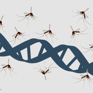 Genome Sequences from Rarer Malaria Species May Improve Disease Diagnostics
