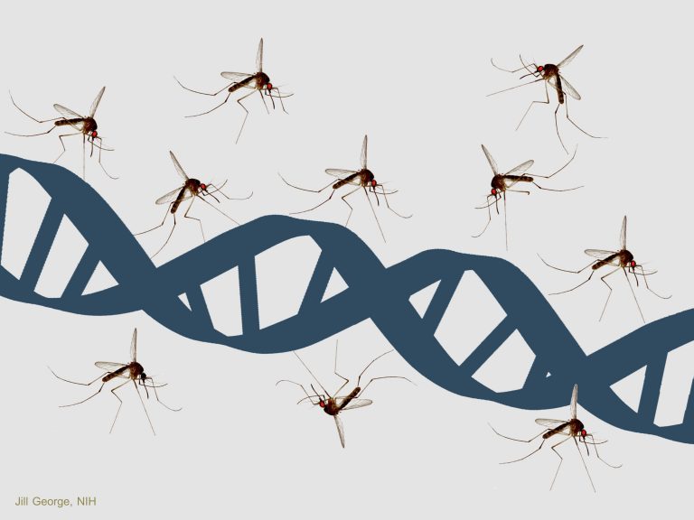 Genome Sequences from Rarer Malaria Species May Improve Disease Diagnostics