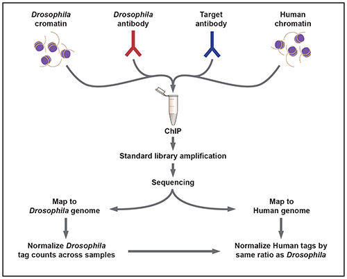 ChIP-Seq Spike-In Normalization Strategy