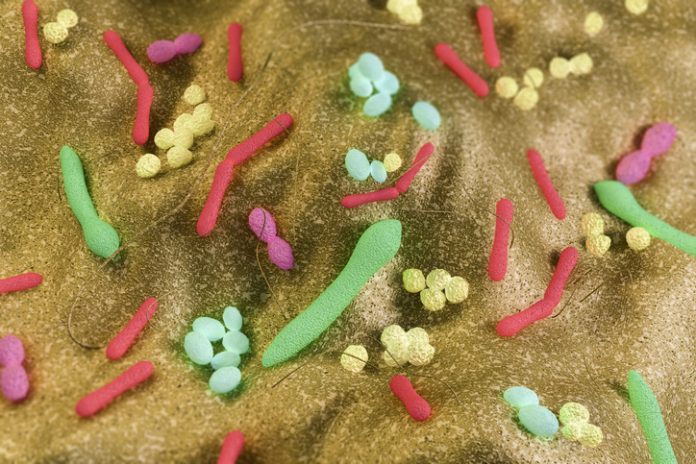 Gut Bacteria (3D)