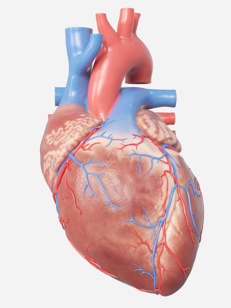 Illustration of the human heart anatomy to illustrate heart failure risk