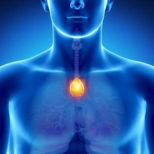 Map of Human Thymus Gland May Suggest New Immune Therapies