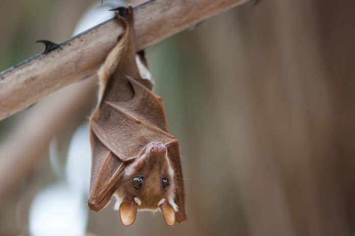 Fruit bat or megabat.