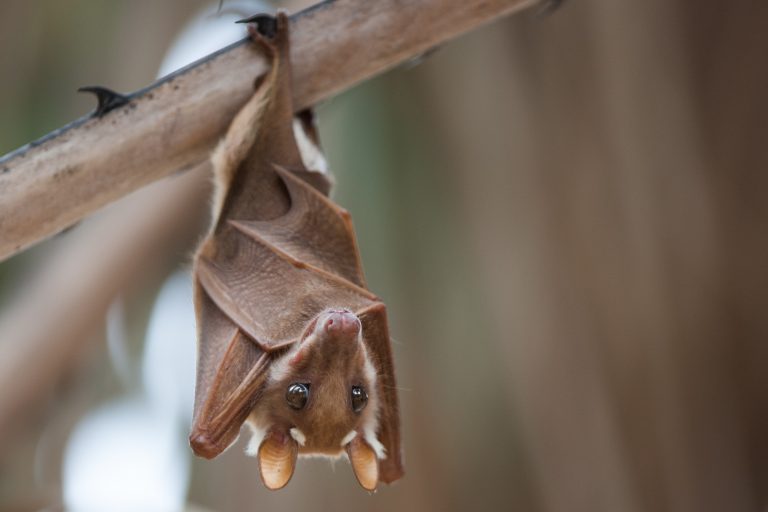 Genomic Findings Say Coronavirus Outbreak Likely Emerged from Bats
