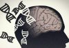 Neurodevelopmental Disorder Gene Action Elucidated