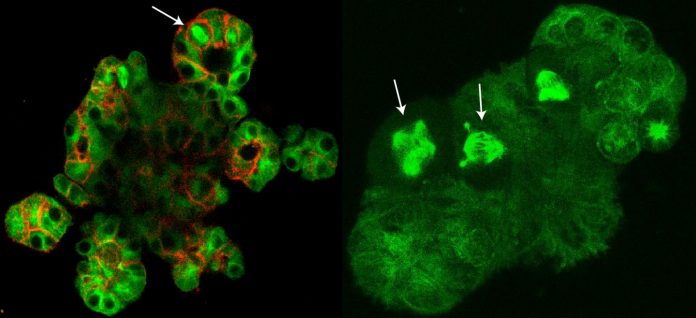 Cell division in 3D organoids