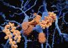 Toxicity of β-Amyloid in Alzheimer’s Disease Modulated by Newly Identified Genes