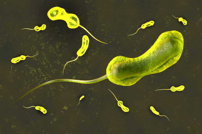 3D rendered Illustration of a anatomically correct convergence to a vibrio cholerae bacterium causing the famous cholera disease