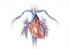 Coronary Calcium Scans Sharpen Cardiovascular Risk Estimates